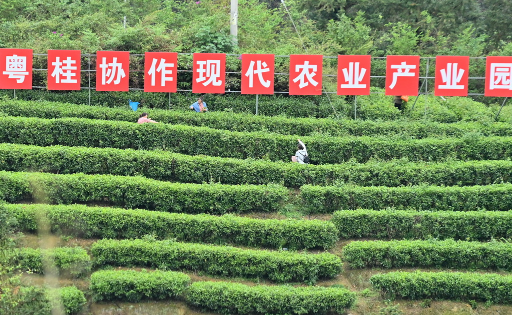4月12日，在广西融水苗族自治县水融香粤桂协作现代农业产业园，茶农在茶山上采茶。