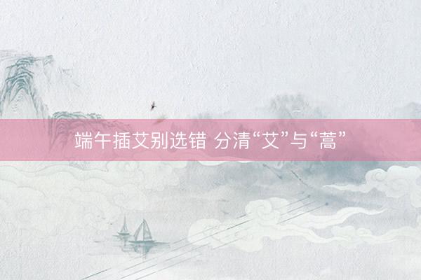 端午插艾别选错 分清“艾”与“蒿”