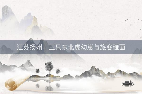 江苏扬州：三只东北虎幼崽与旅客碰面